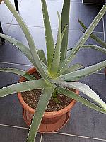 aloevera25b17_s5_1velka1_16o70.jpg