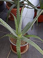 aloevera25b17_s5_2velka_16o70.jpg